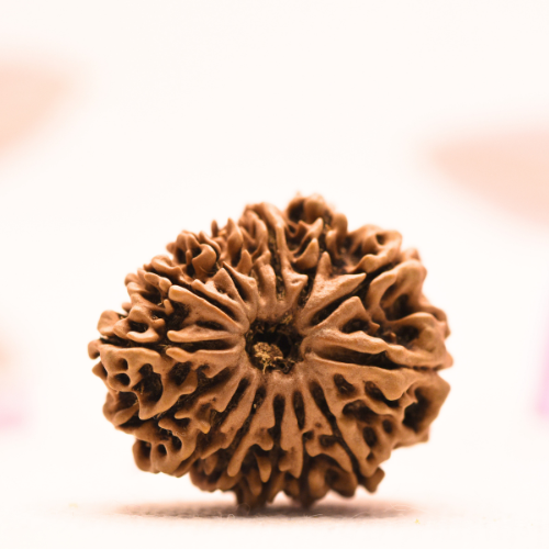 14 Mukhi Nepali Rudraksha - Collector