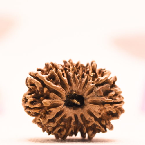 14 Mukhi Nepali Rudraksha - Collector