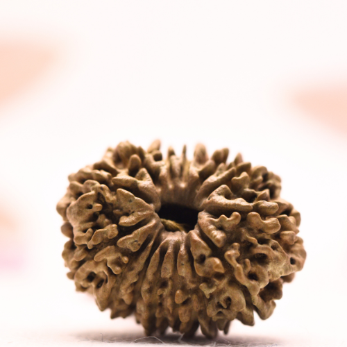 14 Mukhi Nepali Rudraksha - Collector
