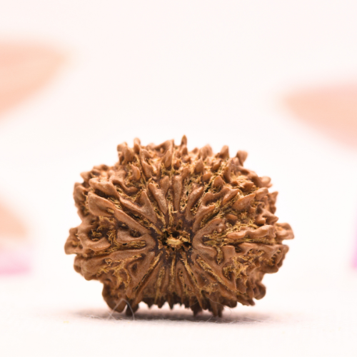 14 Mukhi Nepali Rudraksha - Collector