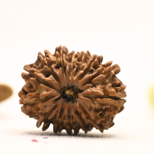 14 Mukhi Nepali Rudraksha - Large