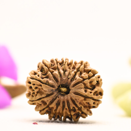 14 Mukhi Nepali Rudraksha - Large