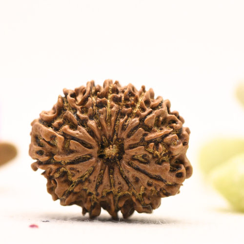 14 Mukhi Nepali Rudraksha - Large