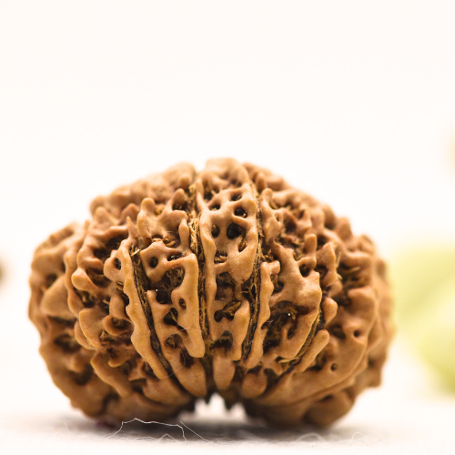 14 Mukhi Nepali Rudraksha - Large