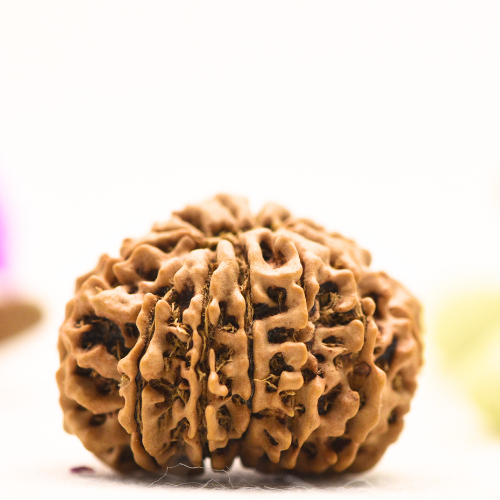 14 Mukhi Nepali Rudraksha - Large