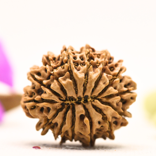 14 Mukhi Nepali Rudraksha - Large