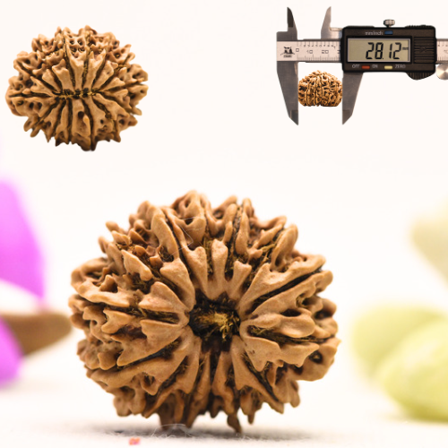 14 Mukhi Nepali Rudraksha - Large