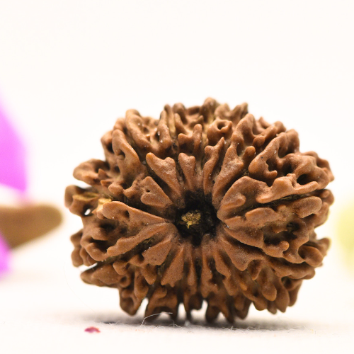 14 Mukhi Nepali Rudraksha - Large