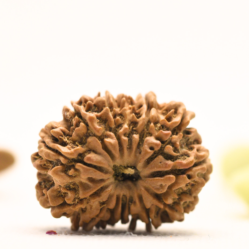 14 Mukhi Nepali Rudraksha - Large