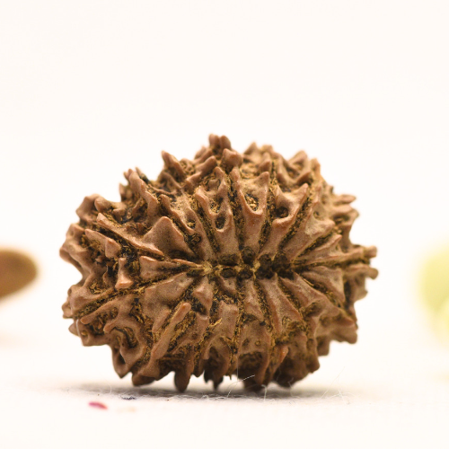 14 Mukhi Nepali Rudraksha - Large