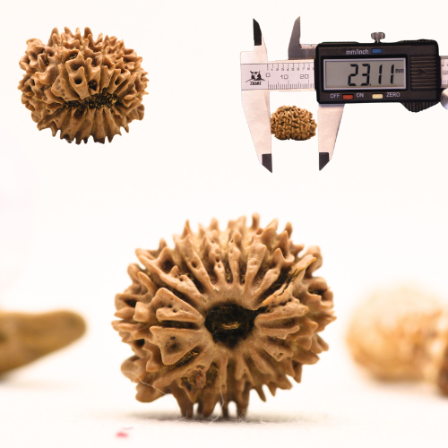 14 Mukhi Rudraksha