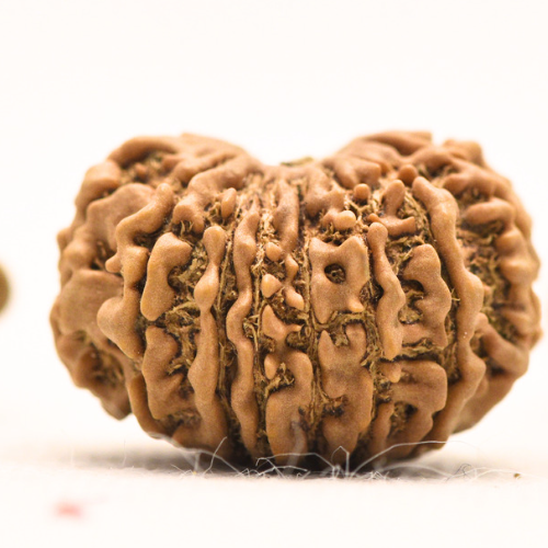 14 Mukhi Rudraksha