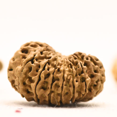 14 Mukhi Nepali Rudraksha - Regular