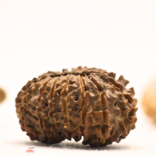 14 faced Rudraksha