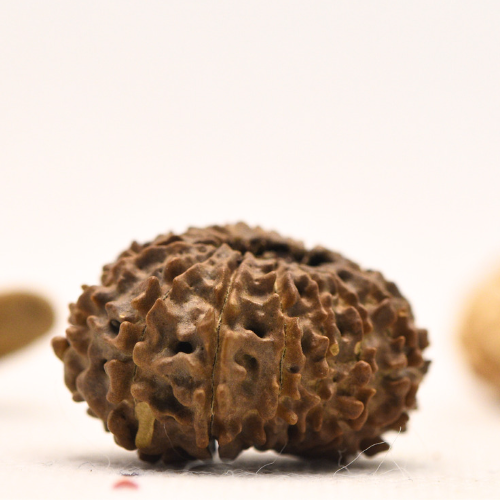 14 faced Rudraksha