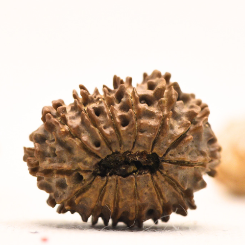 14 faced Rudraksha