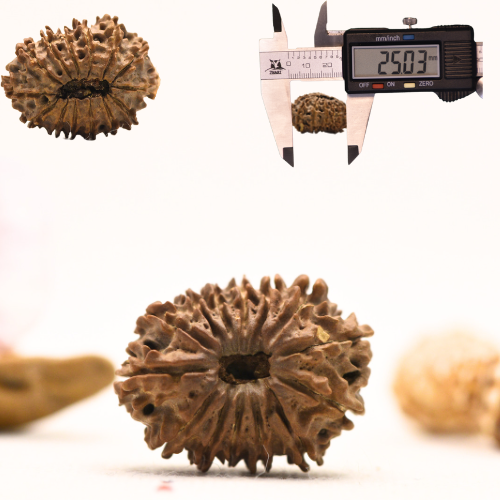14 faced Rudraksha