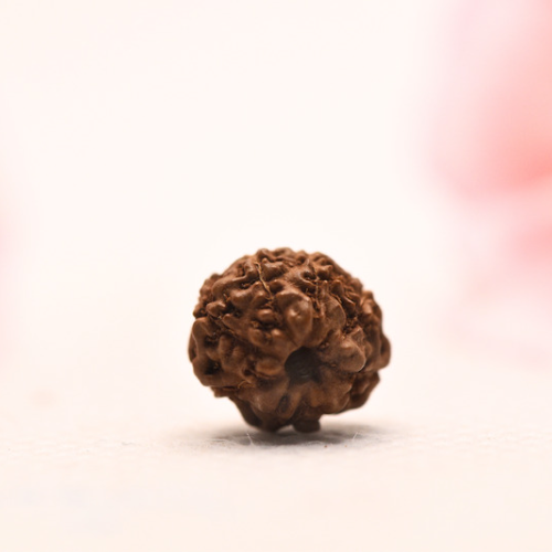 7 Mukhi Java Rudraksha