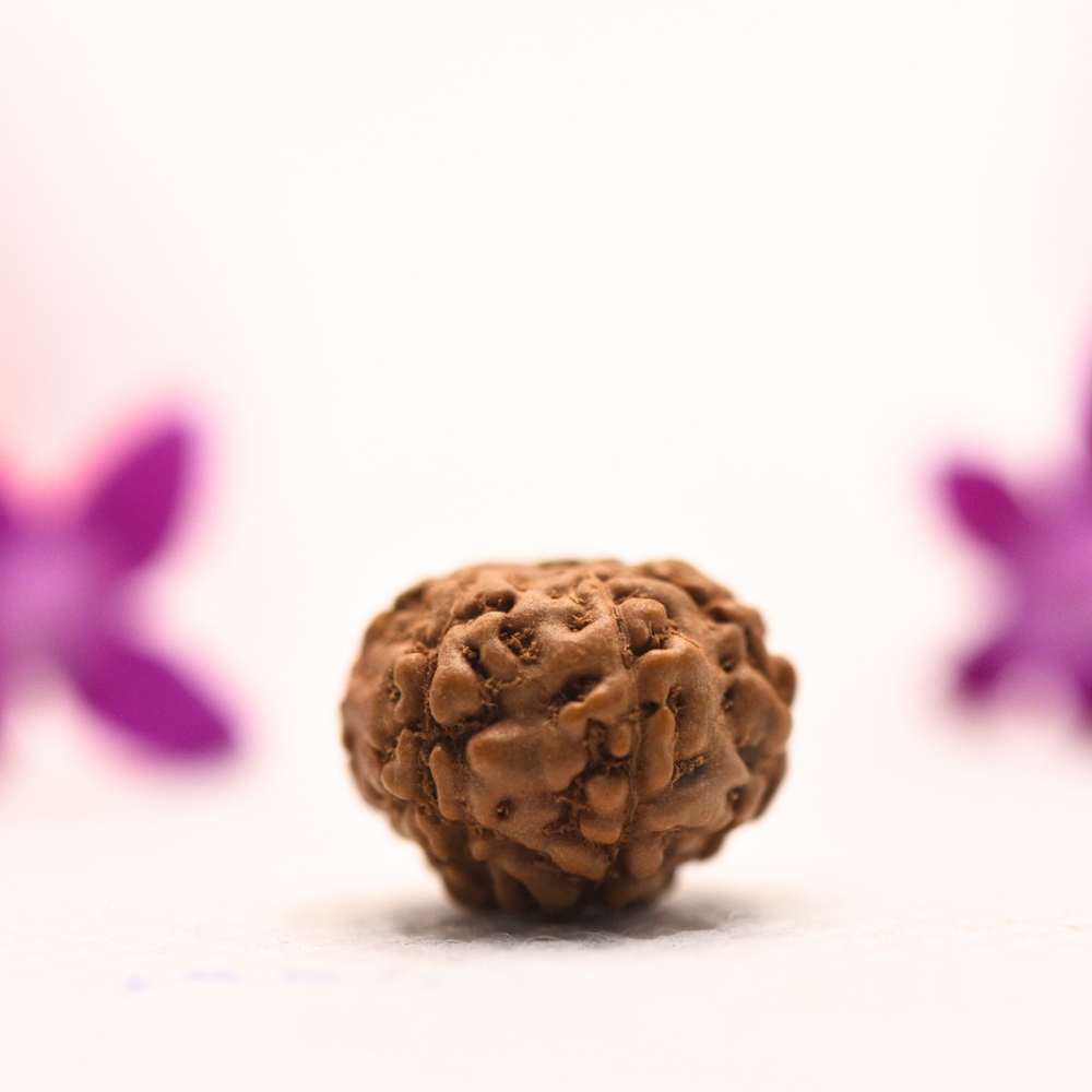 9 Mukhi Java Rudraksha