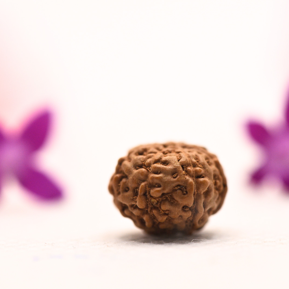 9 Mukhi Java Rudraksha