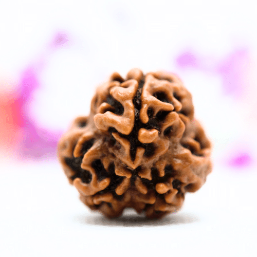 3 Mukhi Nepali Rudraksha - Antique