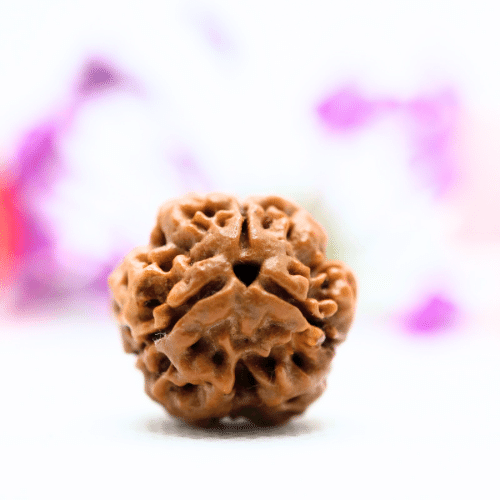 3 Mukhi Nepali Rudraksha - Collector