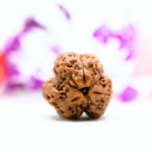 3 Mukhi Nepali Rudraksha - Large