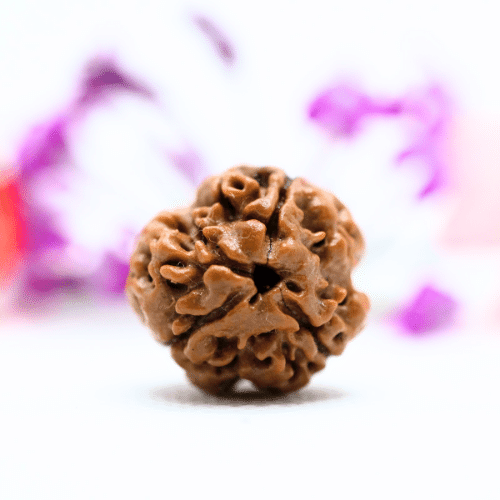 3 Mukhi Nepali Rudraksha - Large