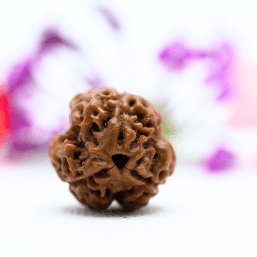 3 Mukhi Nepali Rudraksha - Large