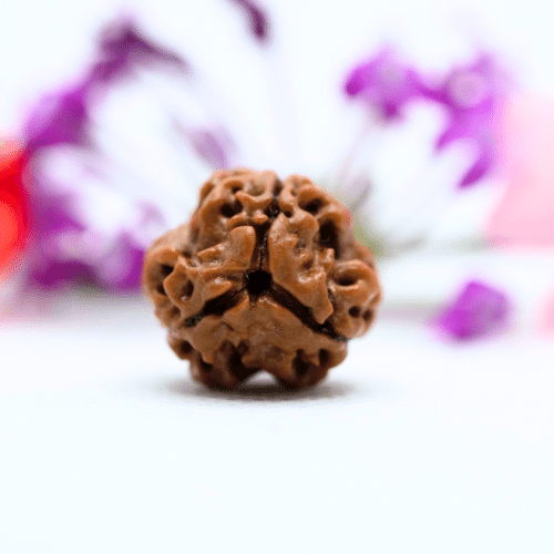 3 Mukhi Nepali Rudraksha - Regular