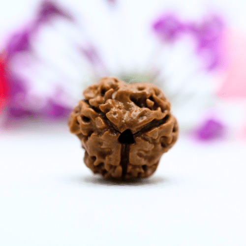 3 Mukhi Nepali Rudraksha - Regular