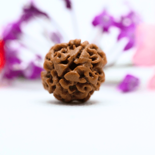 3 Mukhi Nepali Rudraksha - Regular