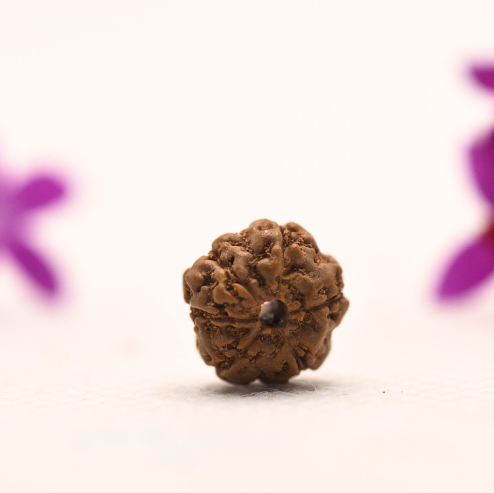 6 Mukhi Java Rudraksha