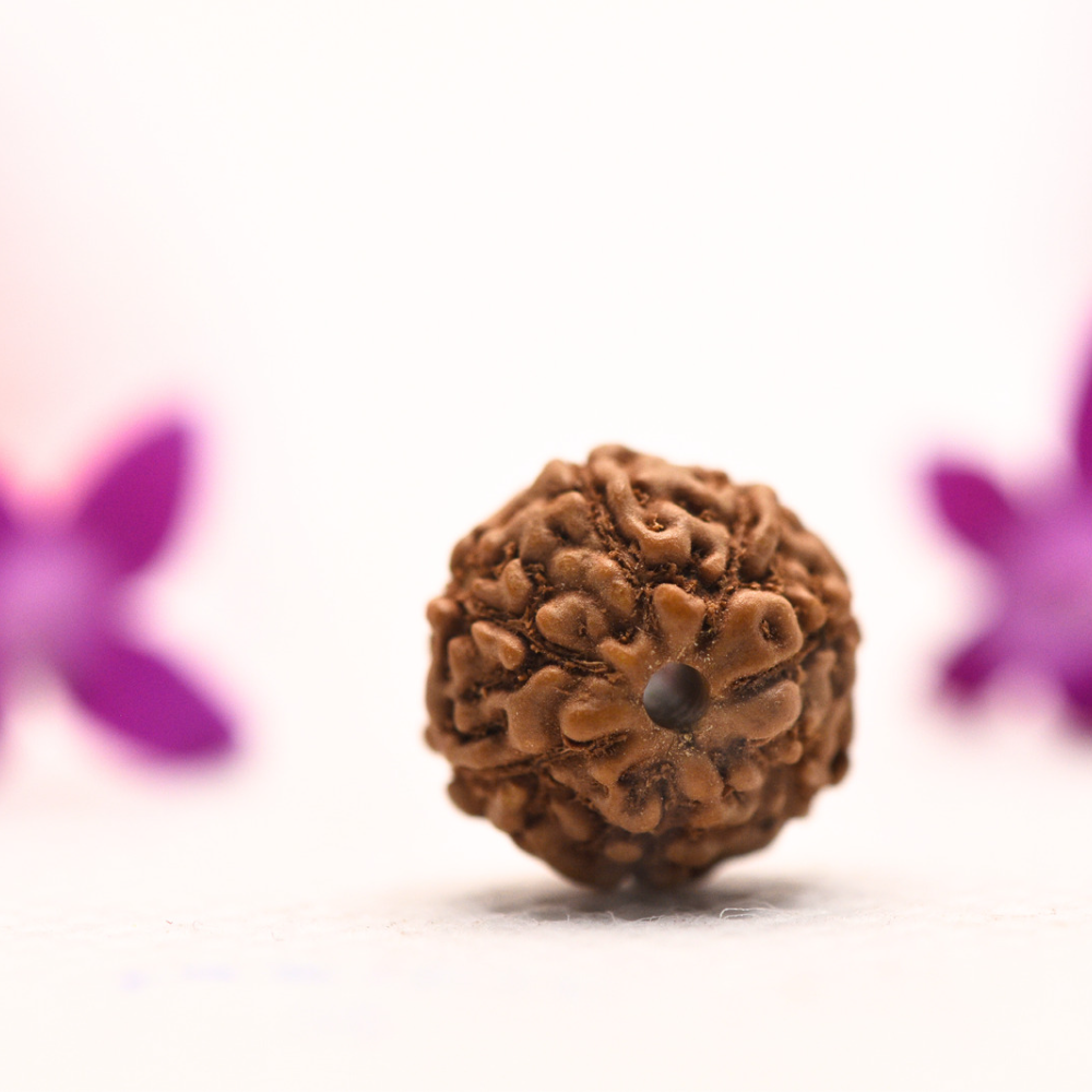 9 Mukhi Java Rudraksha