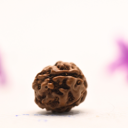 4 Mukhi Java Rudraksha