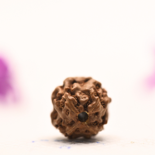 4 Mukhi Java Rudraksha