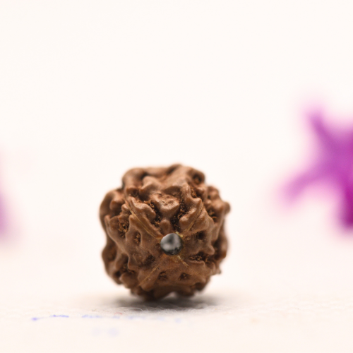 4 Mukhi Java Rudraksha