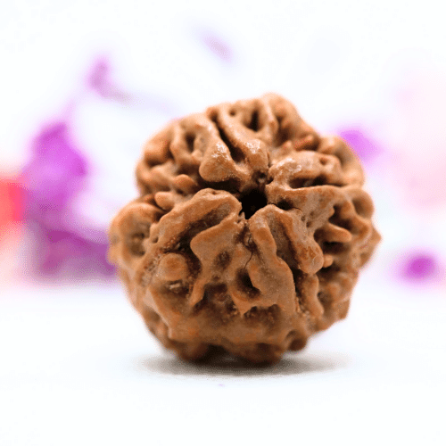4 Mukhi Nepali Rudraksha - Large