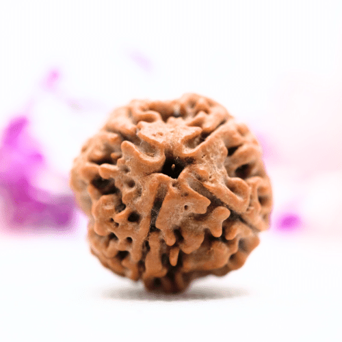 4 Mukhi Nepali Rudraksha - Large