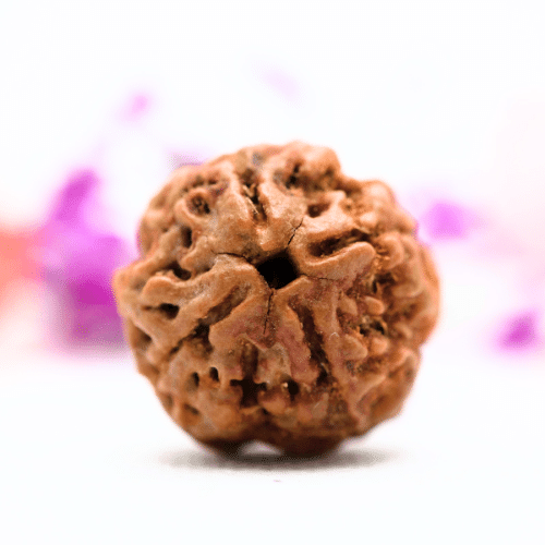 4 Mukhi Nepali Rudraksha - Collector
