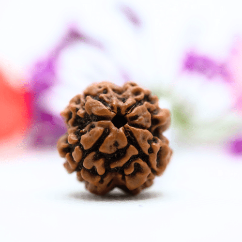 4 Mukhi Nepali Rudraksha - Regular