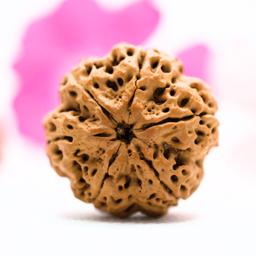 5 Mukhi Nepali Rudraksha - Super Collector
