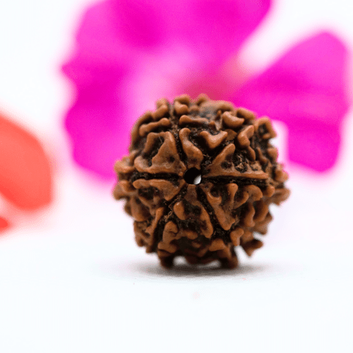 6 Mukhi Nepali Rudraksha - Large