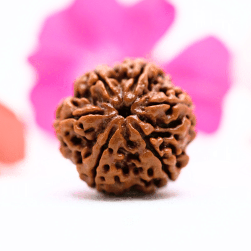 6 Mukhi Nepali Rudraksha - Large