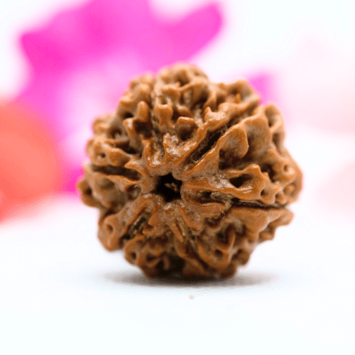 6 Mukhi Nepali Rudraksha - Large