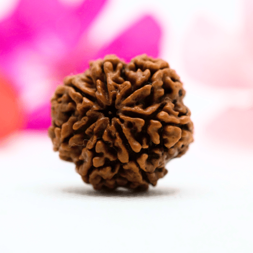 7 Mukhi Nepali Rudraksha - Regular