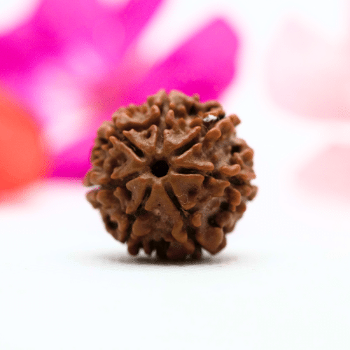 7 Mukhi Nepali Rudraksha - Regular