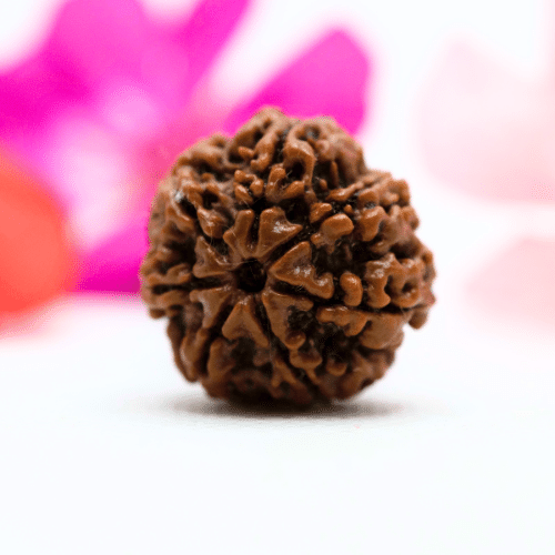 7 Mukhi Nepali Rudraksha - Regular