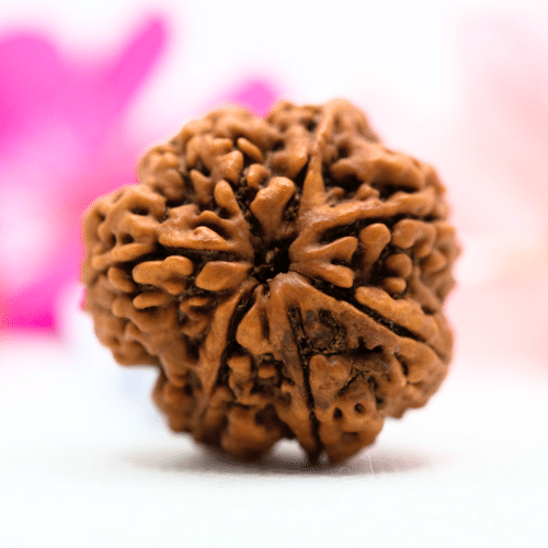 7 Mukhi Nepali Rudraksha - Super Collector