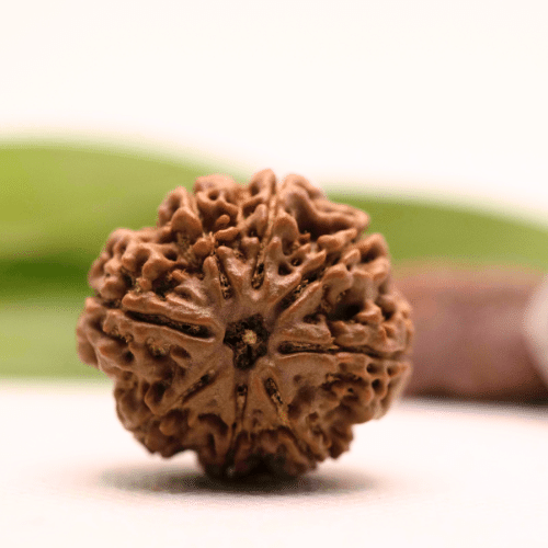 8 Mukhi Nepali Rudraksha - Collector